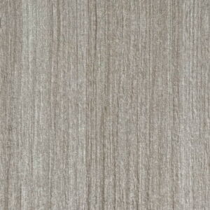 Smooth Birch on White